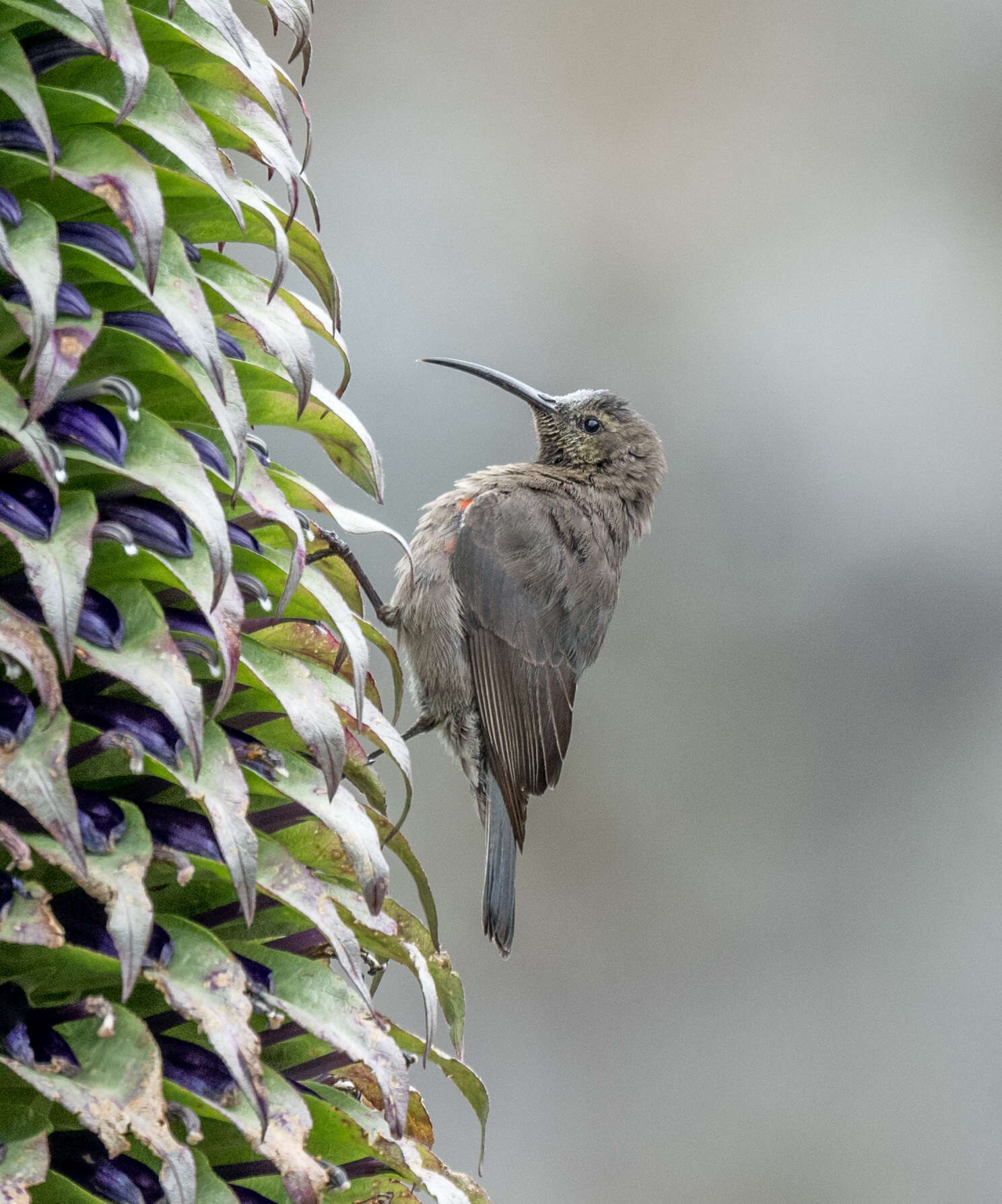 Image of Red-tufted Sunbird