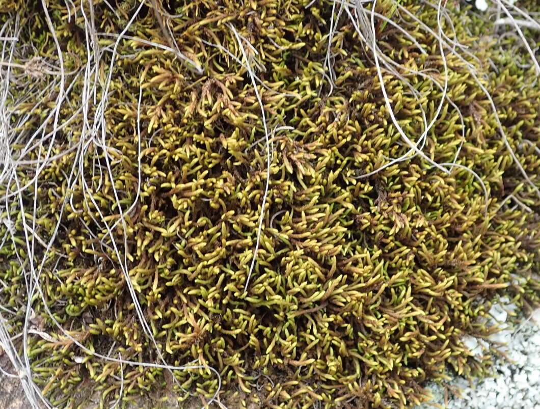 Image of braunia moss