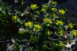 Sivun Euphorbia fragifera Jan kuva