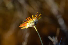 Image of Needleleaf Paraseed