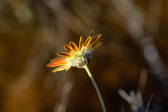 Ursinia tenuifolia (L.) Poir. resmi