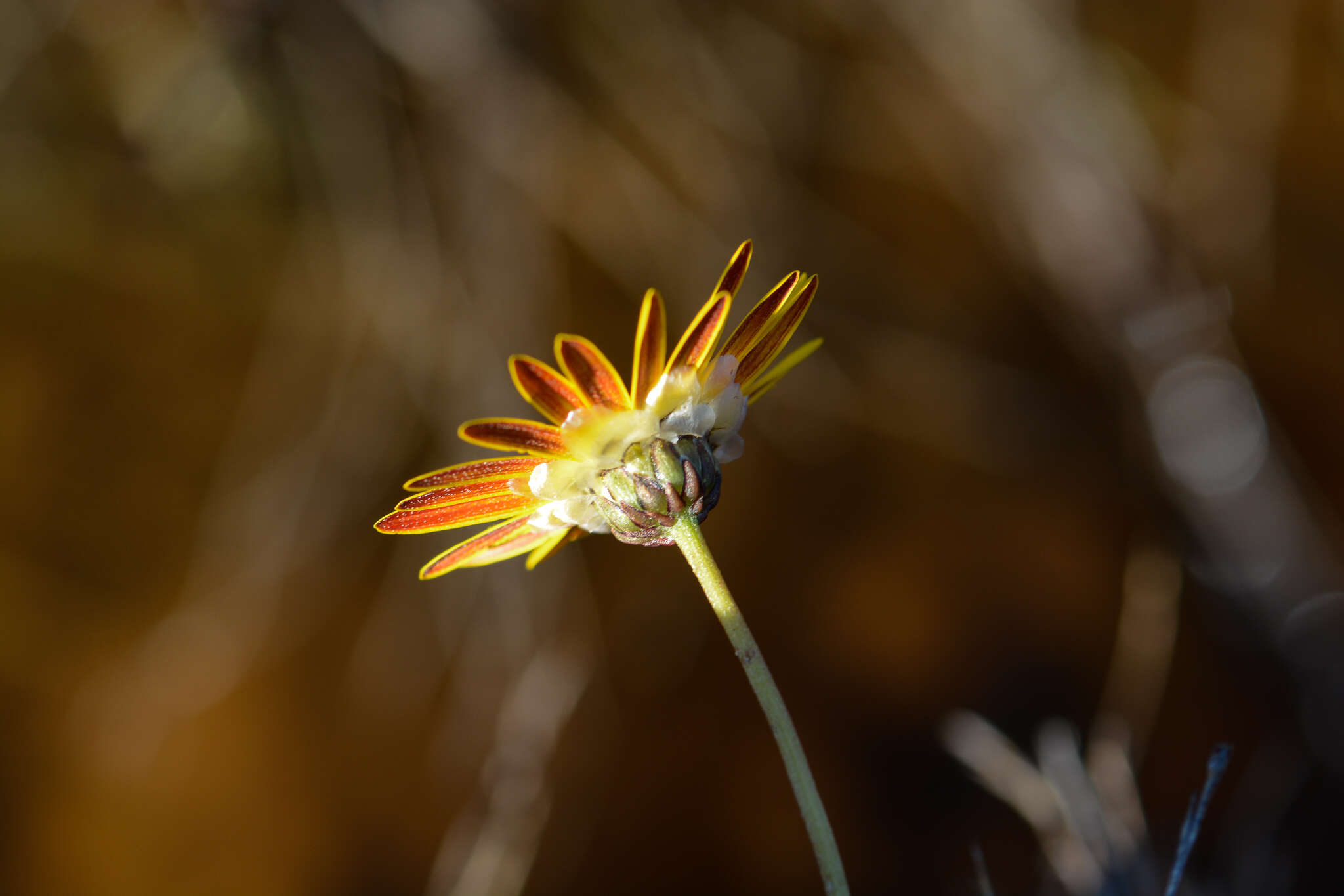 Image of Ursinia tenuifolia (L.) Poir.