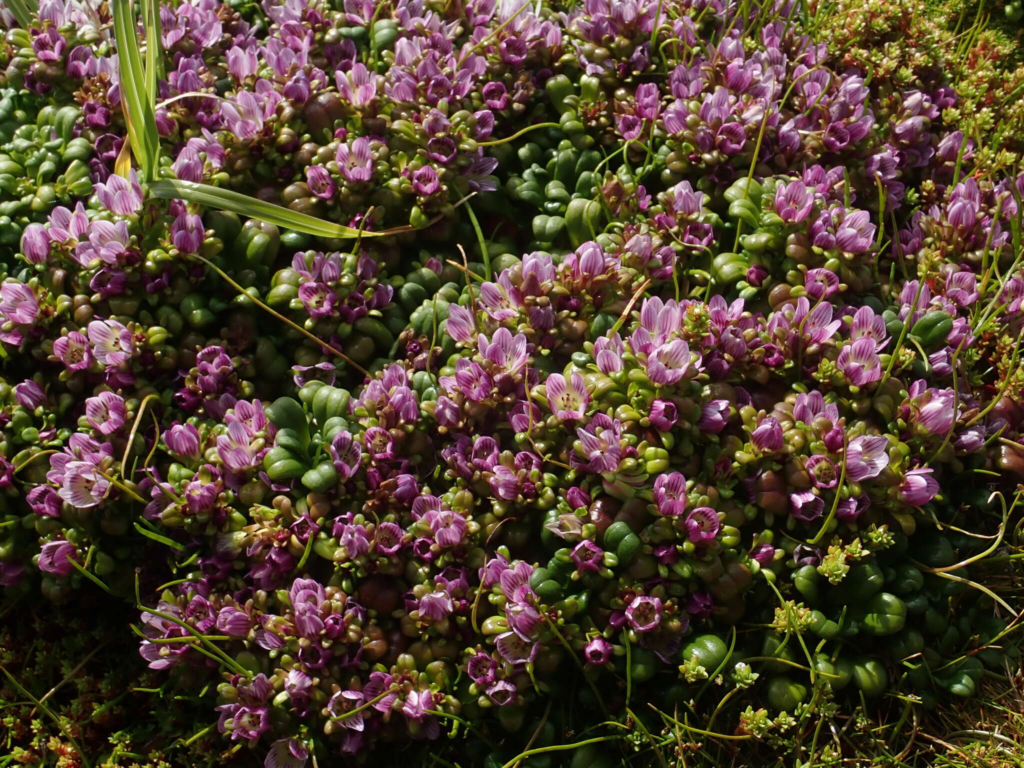 Image of Gentianella cerina (Hook. fil.) T. N. Ho & S. W. Liu