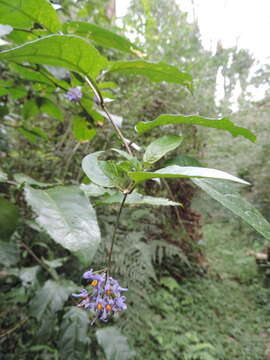 Image of Solanum terminale Forsk.