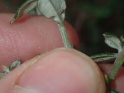 Image of Grevillea crassifolia Domin