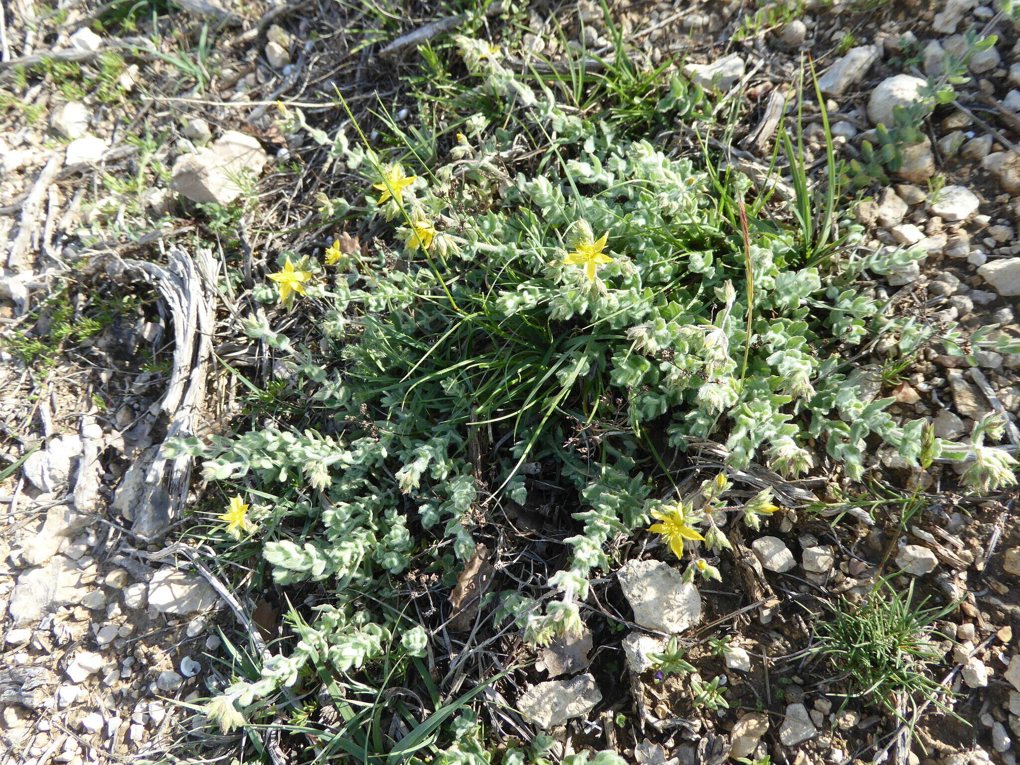 Image of Hypericum tomentosum L.