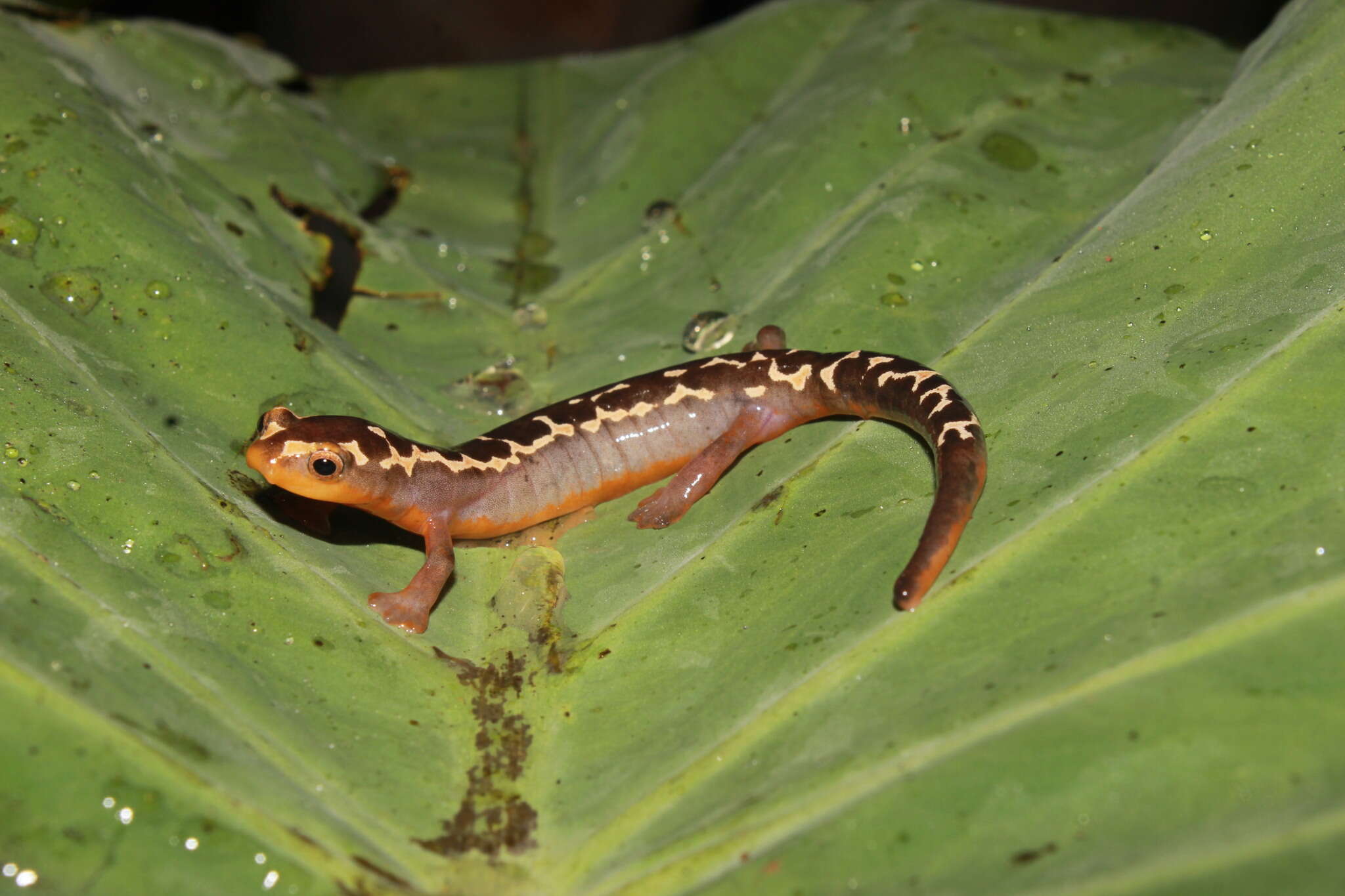 Image of Bolitoglossa flaviventris (Schmidt 1936)