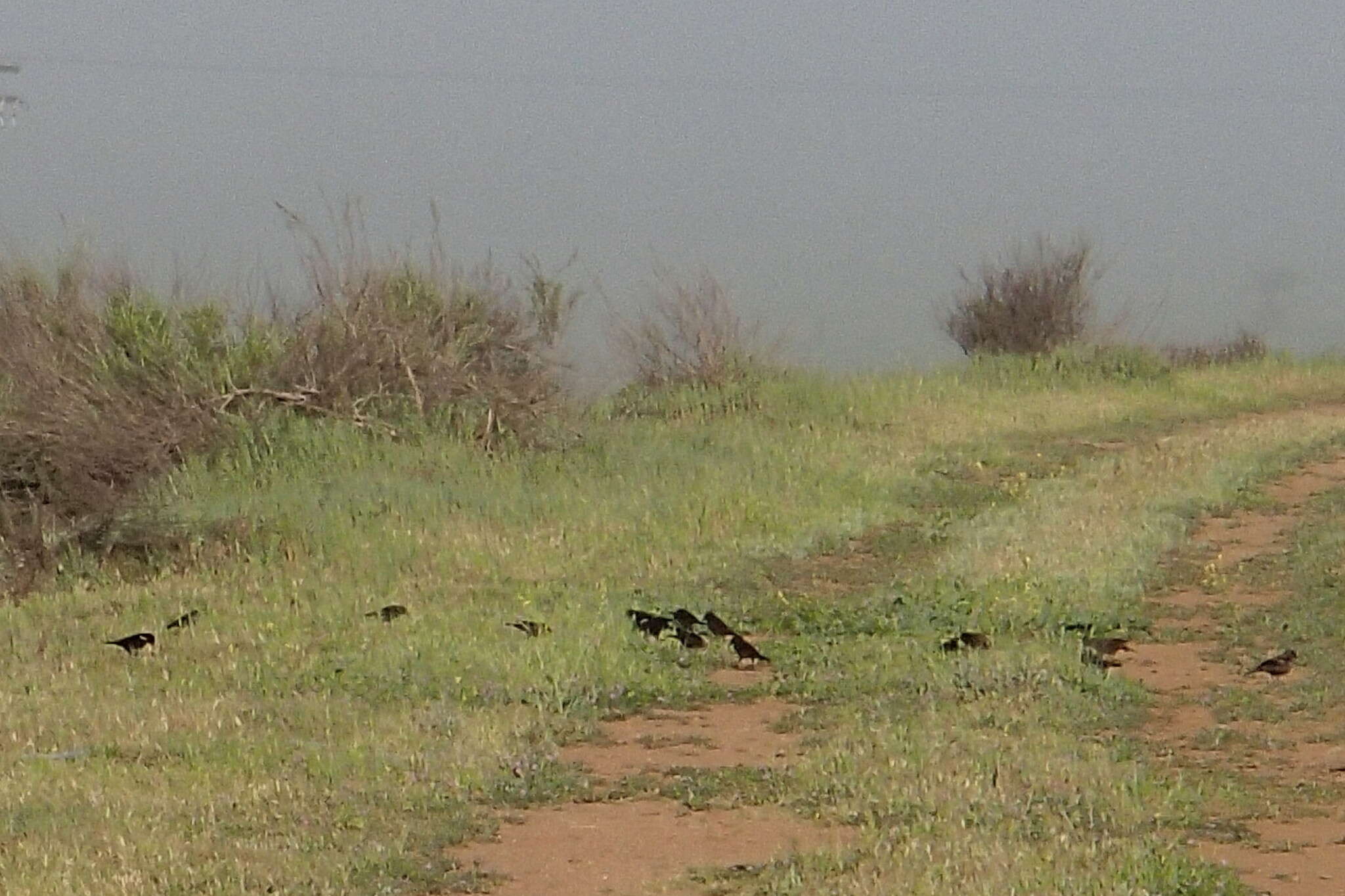 Image of Tricolored Blackbird