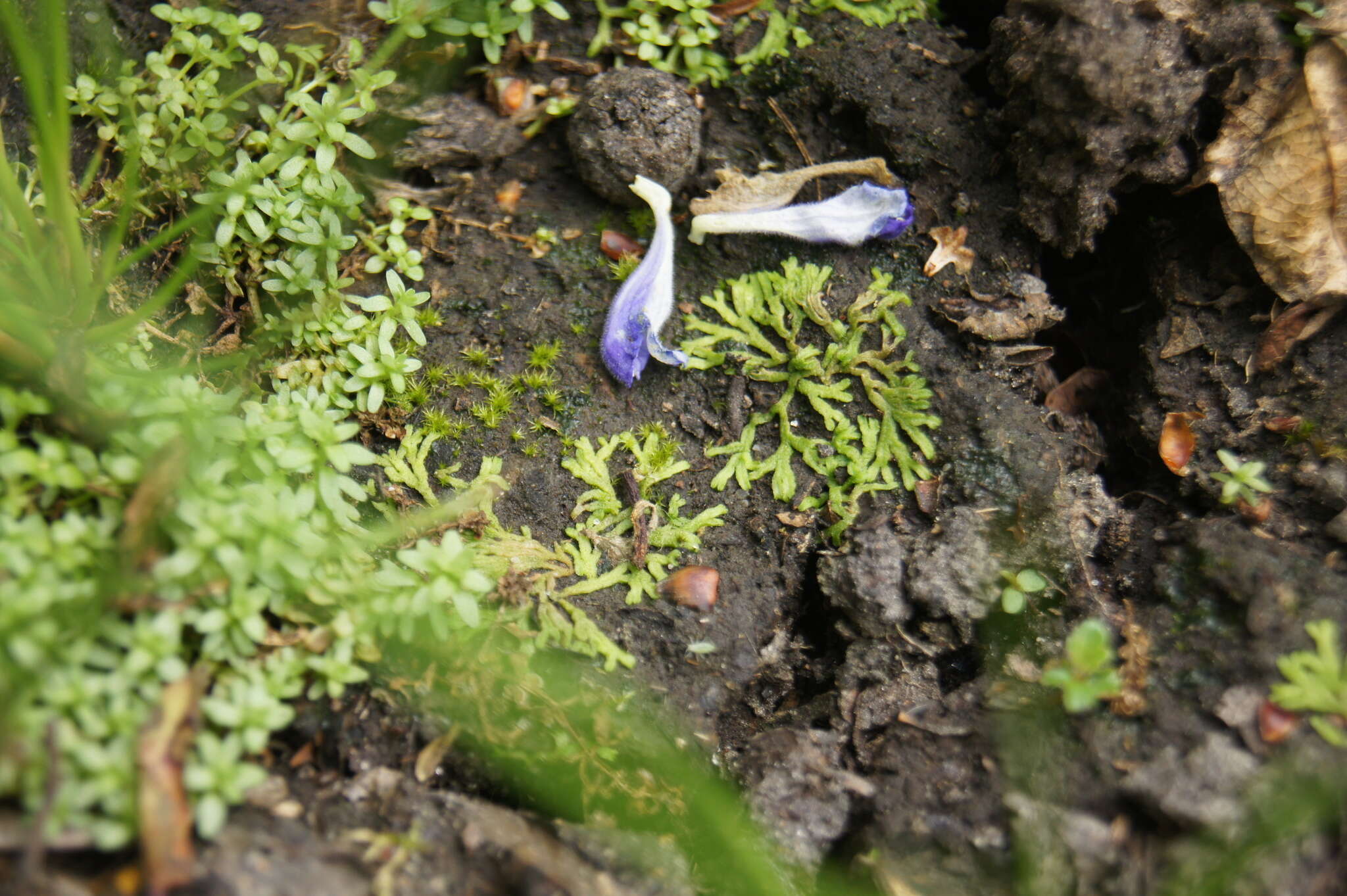 Image of Riccia canaliculata Hoffm.