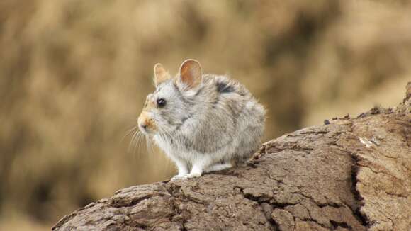 Image of Glover's pika