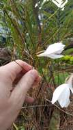 Imagem de Dendrobium papilio Loher