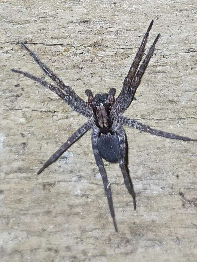 Image de Mituliodon tarantulinus (L. Koch 1873)