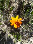 Image de Zinnia juniperifolia (DC.) A. Gray