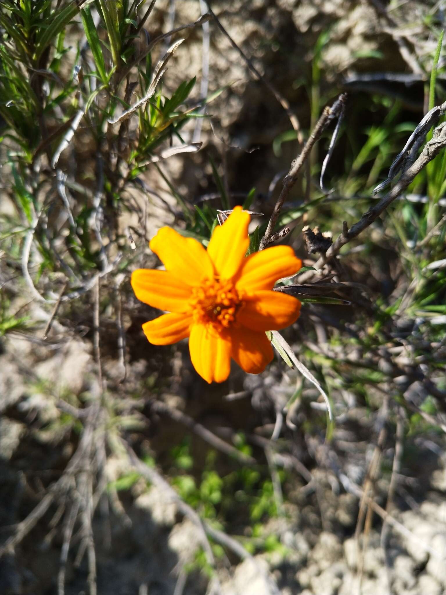 Image of Zinnia juniperifolia (DC.) A. Gray