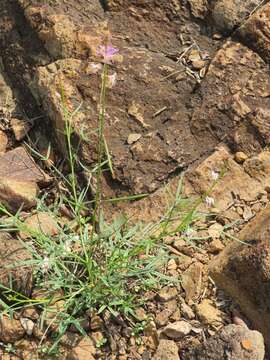 Image of Sieruela macrophylla (Klotzsch) Roalson & J. C. Hall