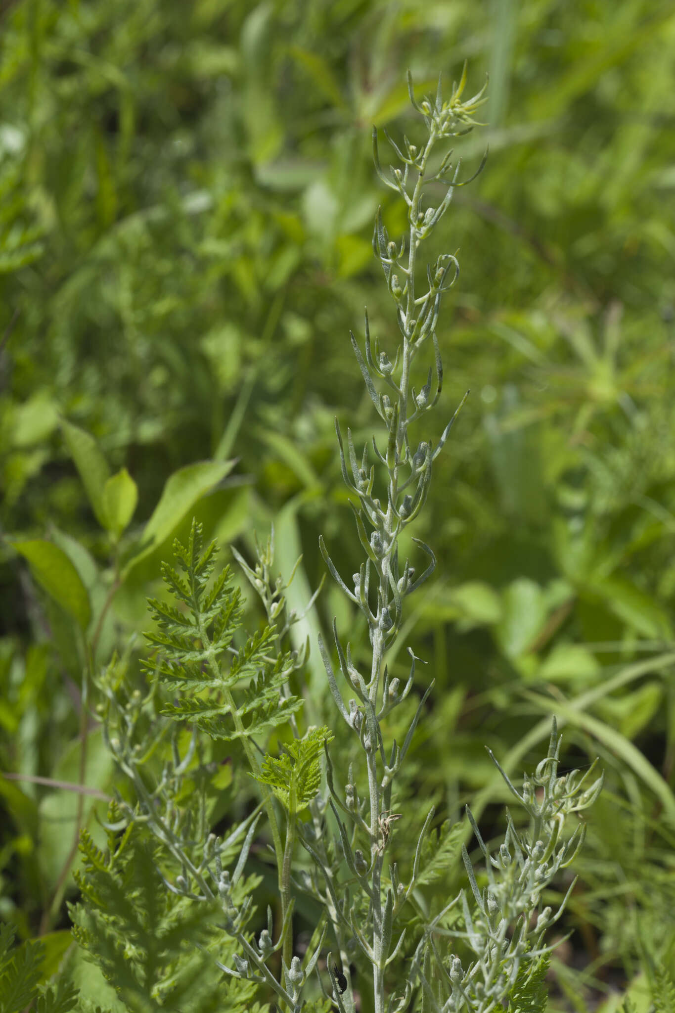 Image of Thesium chinense Turcz.