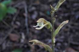 Imagem de Pelexia gutturosa (Rchb. fil.) Garay