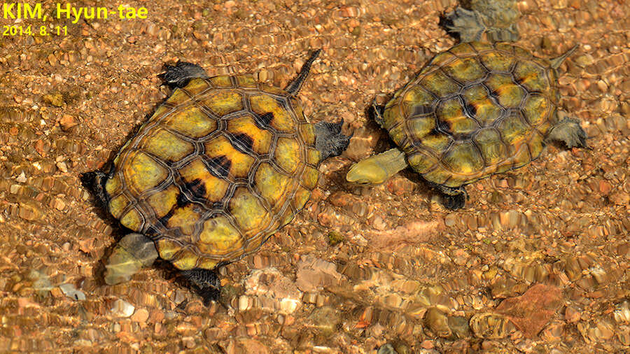 Plancia ëd Mauremys japonica (Temminck & Schlegel 1835)