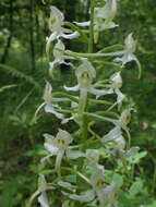 Image of Platanthera hybrida Brügger