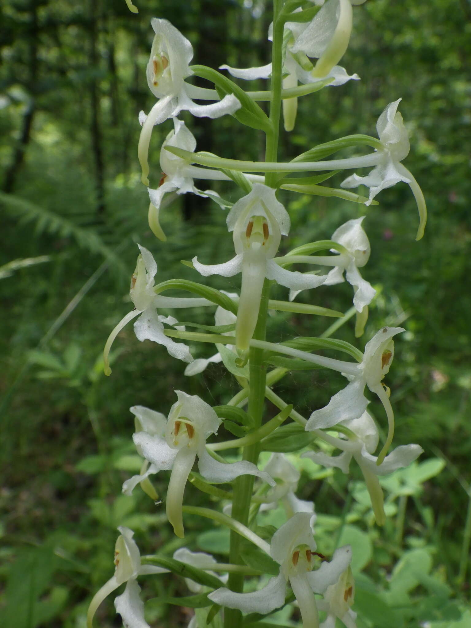 Слика од Platanthera hybrida Brügger