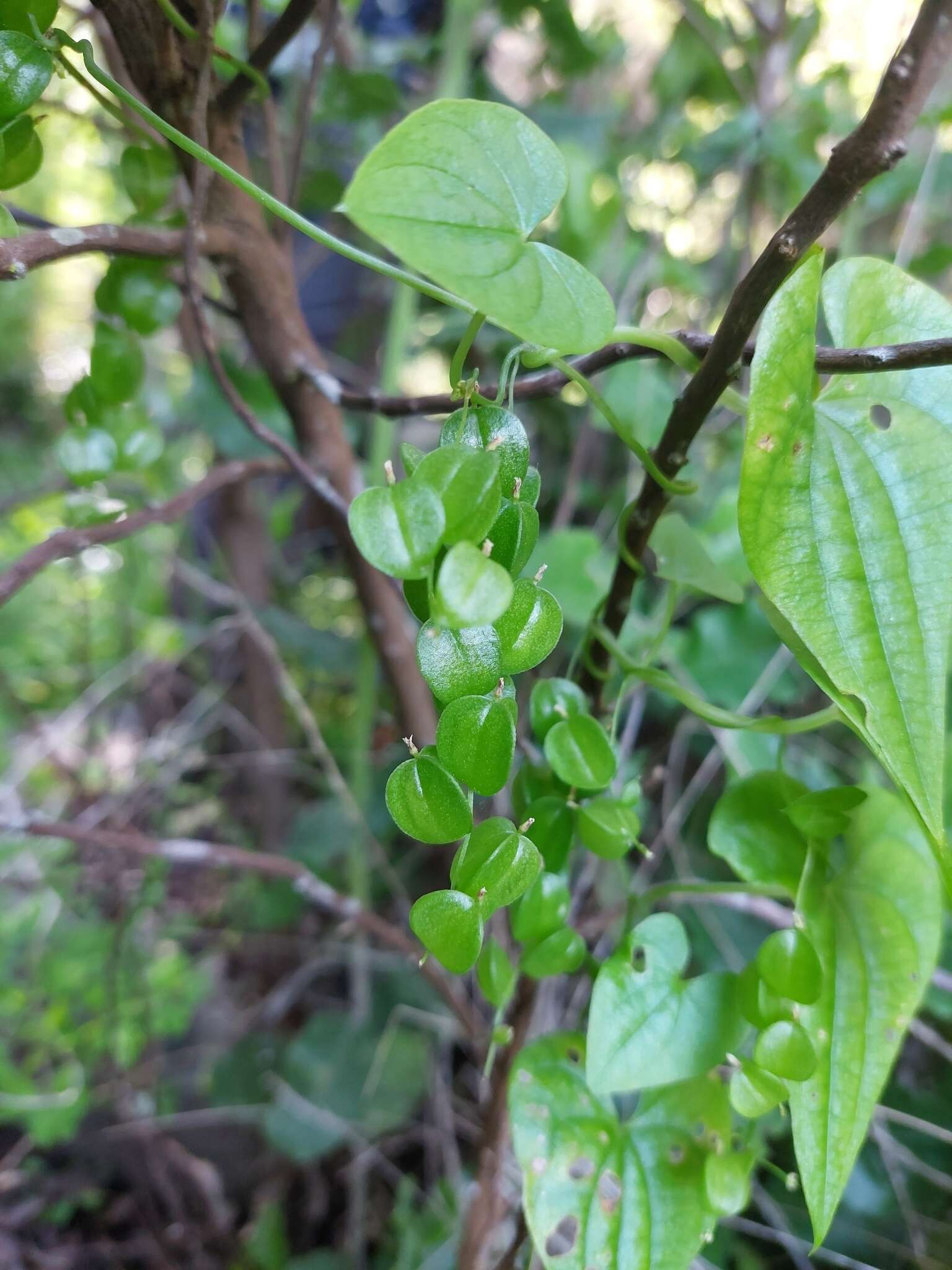 Dioscorea variifolia Bertero的圖片