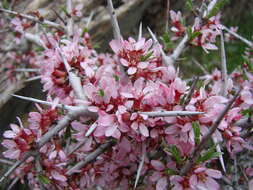 Imagem de Prunus spinosissima (A. Bunge) Franch.