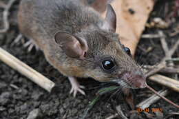 Imagem de Peromyscus mexicanus (Saussure 1860)