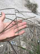 Image of Slender Ditch Crown Grass