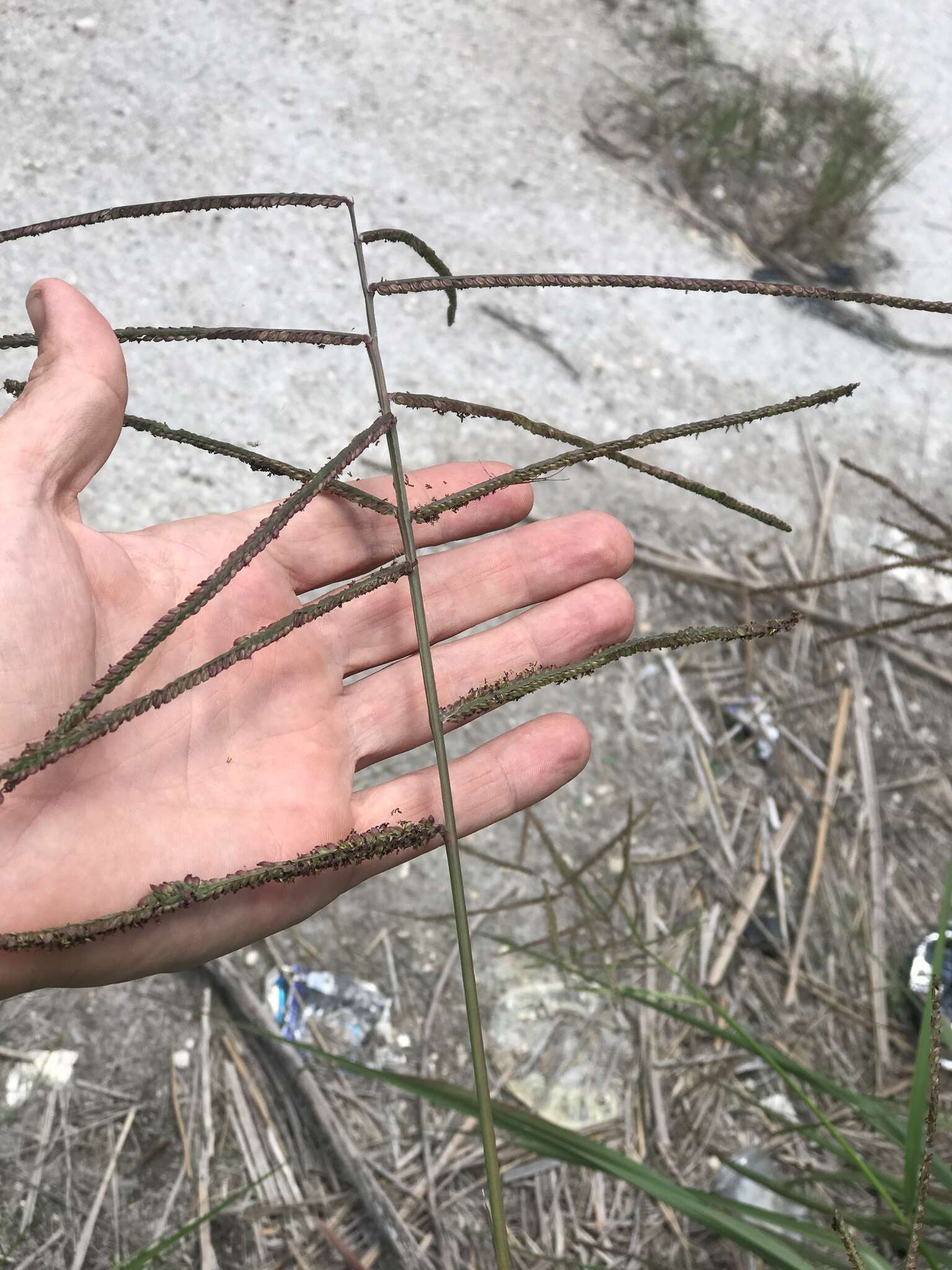 Image of Slender Ditch Crown Grass