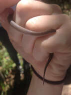 Image of Rough Earth Snake