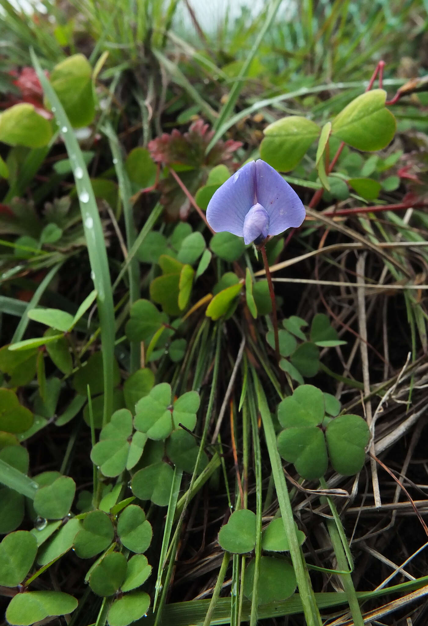 Image of blue-oxalis