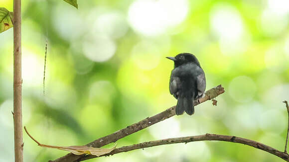 Image of Amazonian Black Tyrant