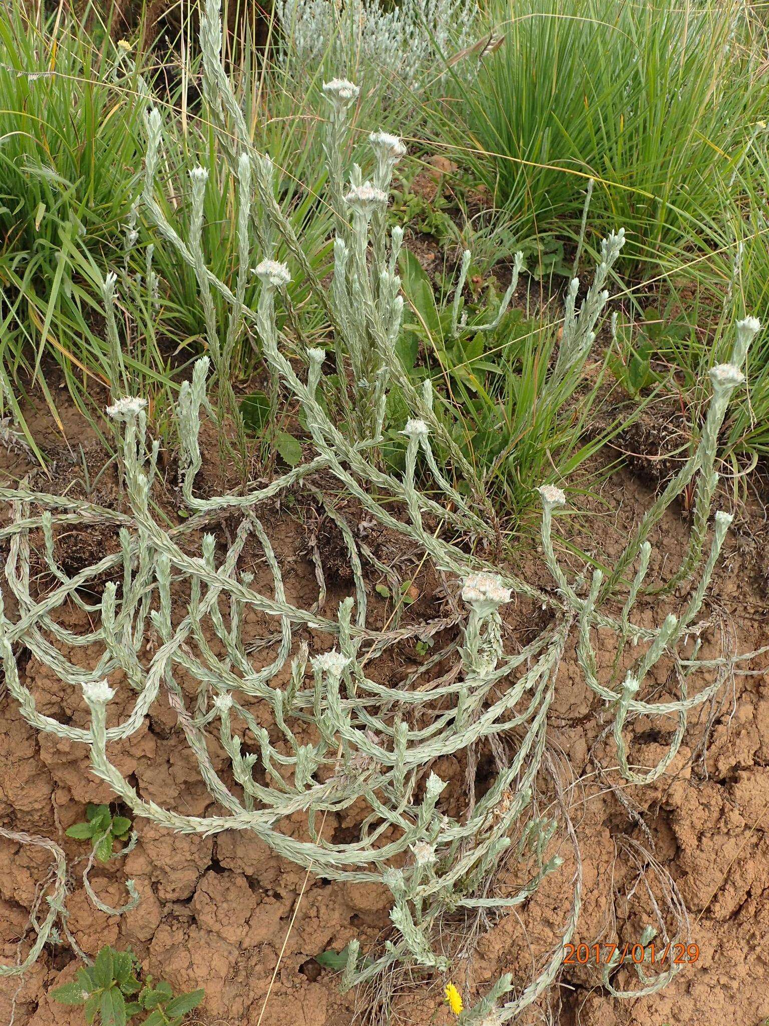 Image of Helichrysum glomeratum Klatt