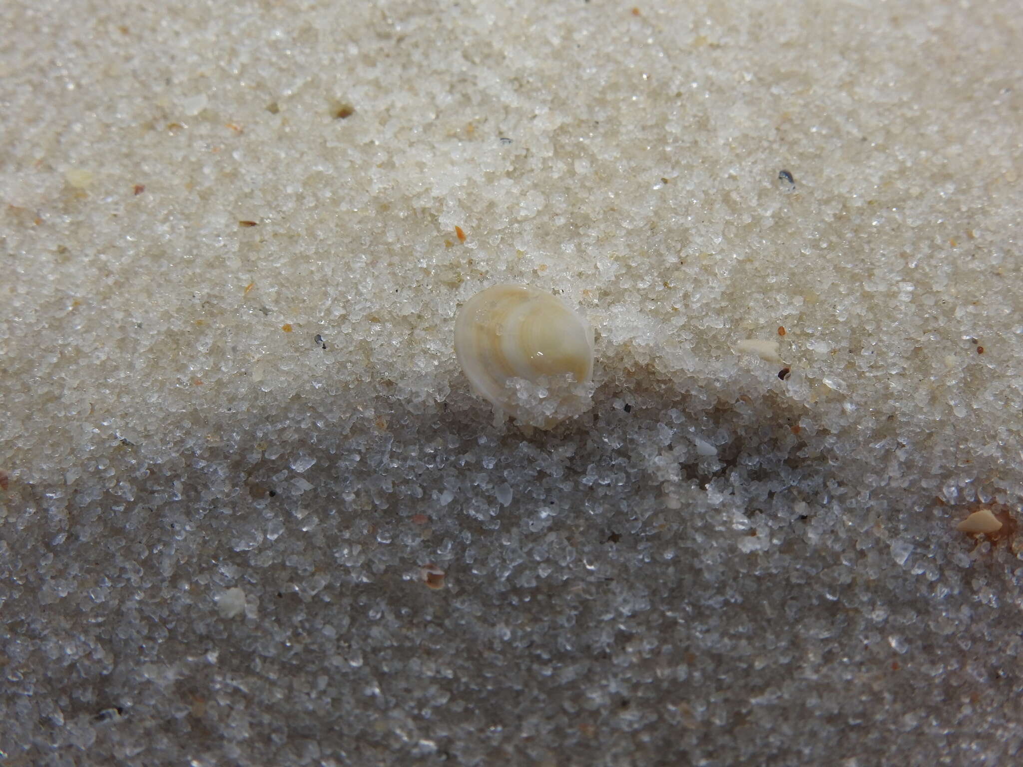 Image of common Atlantic abra