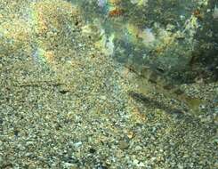 Image of Bath's goby