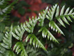 Image of Pteris semipinnata L.