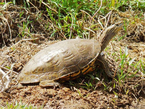 Image of Caspian turtle