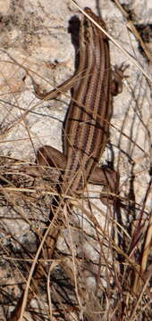 Image of Trachylepis sulcata sulcata (Peters 1867)