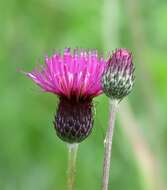 Image of Cirsium pannonicum (L. fil.) Link