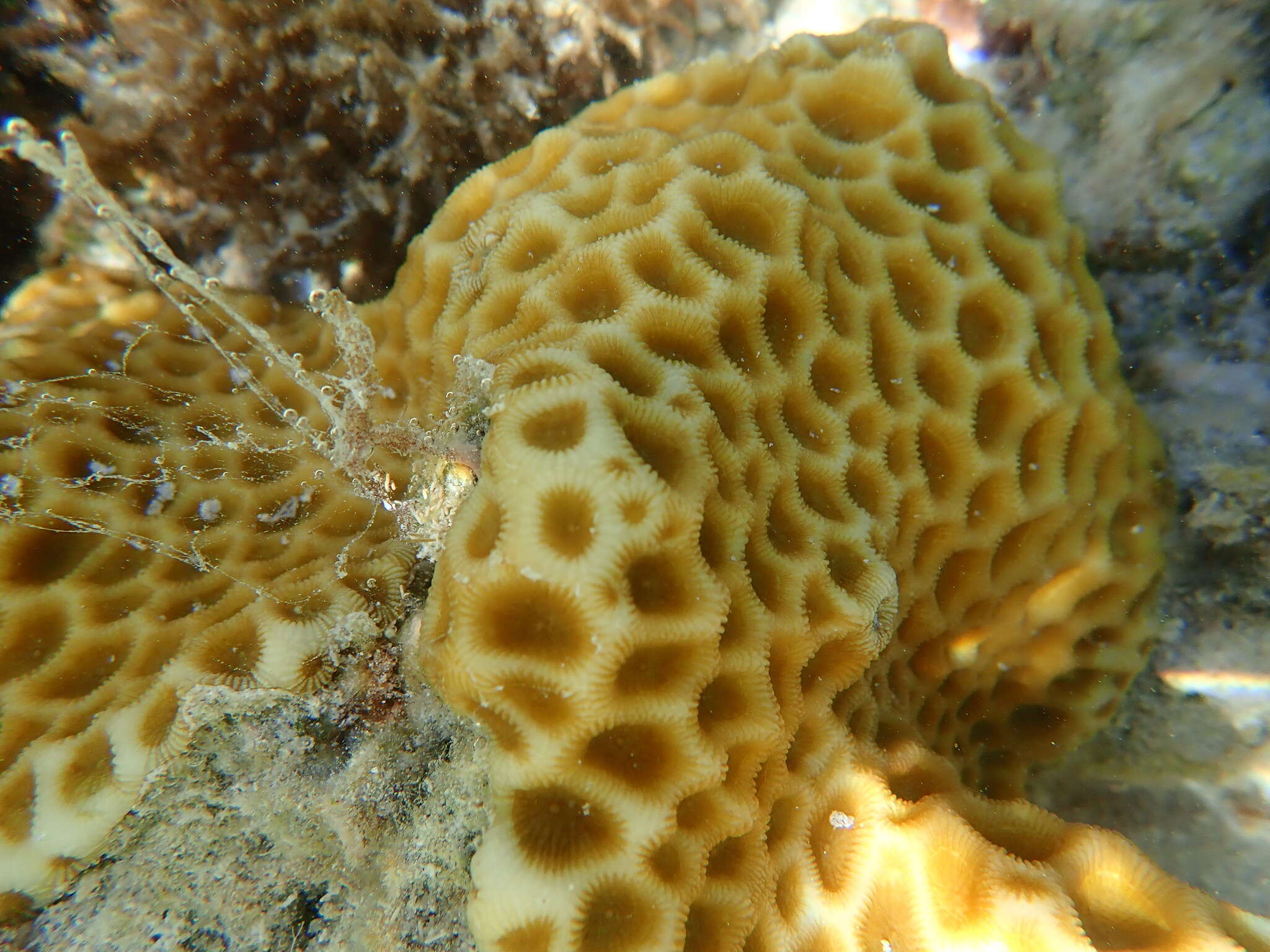 Image of larger star coral