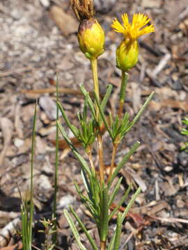 Image of Pteronia tenuifolia DC.