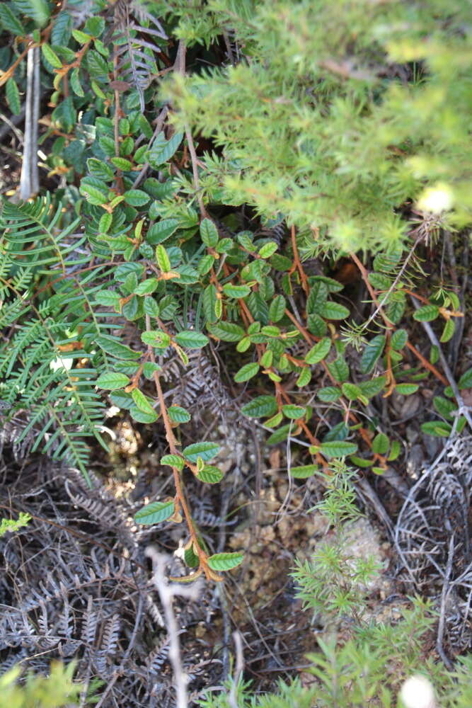 Image of Pomaderris prunifolia var. edgerleyi (Hook. fil.) L. B. Moore