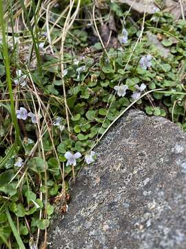 Image of Viola curtisiae