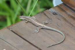 Image of Copper-tailed Skink