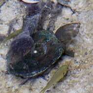 Image of Loggerhead Musk Turtle