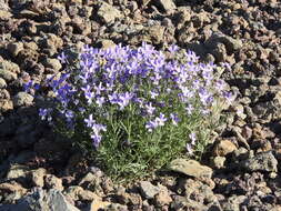 Image of Viola palmensis Webb & Berth.