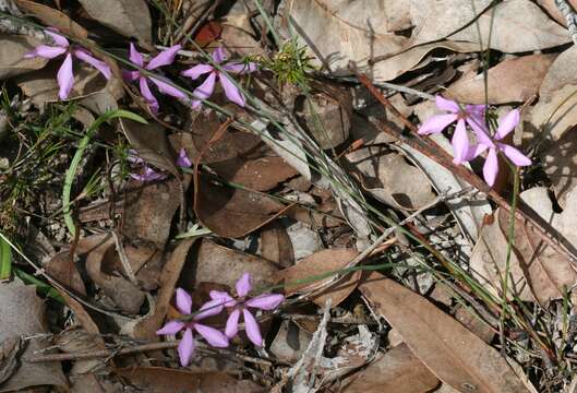 Image of Tetratheca affinis Endl.