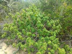 Image of Solanum cordifolium Dun.