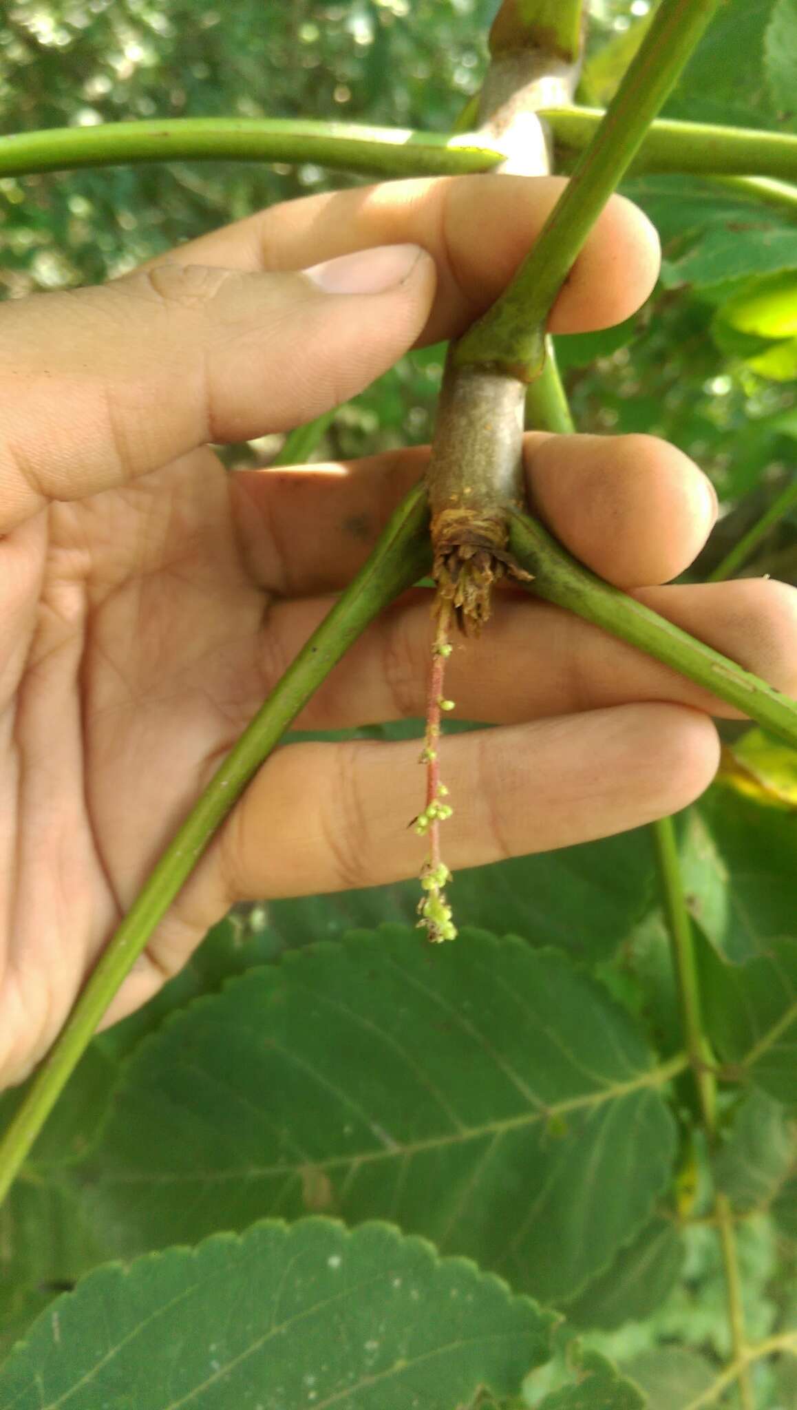 Plancia ëd Bursera sarcopoda P. G. Wilson