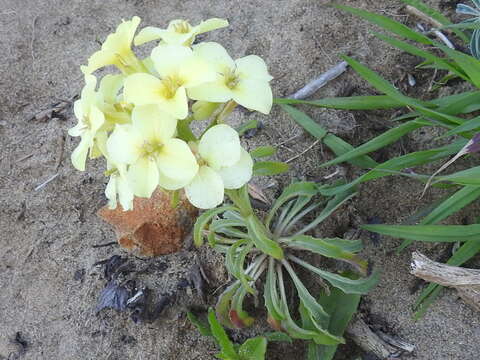 Image of Erysimum concinnum Eastw.